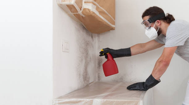 Professional Basement Mold Removal technician working in North Reading, MA