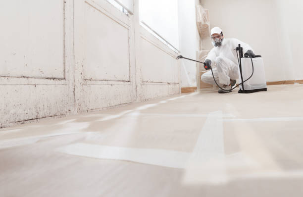 24/7 Emergency Basement Mold Removal experts in North Reading, MA