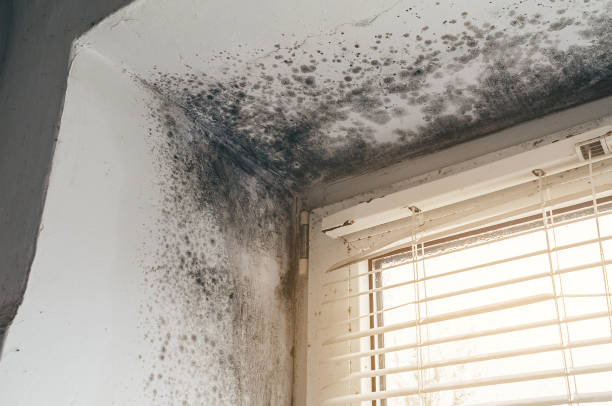 Affordable Basement Mold Removal solutions in North Reading, MA
