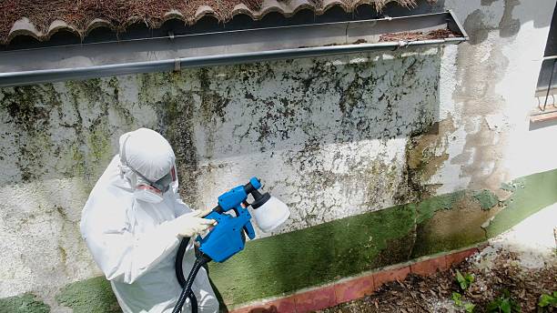 Top rated local Basement Mold Removal specialists in North Reading, MA